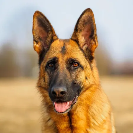 Дом отдыха Attractive In Near Centre *